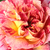 Jaune-rouge - Rosiers floribunda - Camille Pissarro